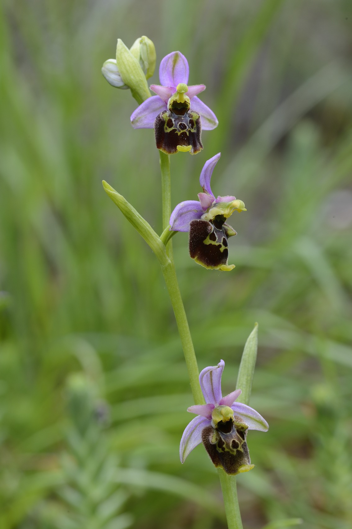 Ophrys holosericea / Ofride dei Fuchi